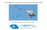 AFECCIÓN DE LA FAUNA EN LA AVIACIÓN GENERAL Y ULMapau.pt/wp-content/uploads/2018/04/Afeccion-Fauna...AFECCIÓN DE LA FAUNA A LA AVIACIÓN GENERAL Y ULM Águilas: Águila culebrera
