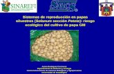 Sistemas de reproducción en papas silvestres (Solanum ...€¦ · Número de balance en el endospermo (EBN) Hipótesis que explica el éxito o fracaso de cruzas intra-especificas
