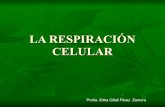 LA RESPIRACIÓN CELULAR Profra. Erika Citlali Pérez Zamora · Respiración celular Es el proceso que ocurre en las células por el cual se rompen los enlaces químicos de la glucosa