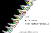 ADN ESTRUCTURA CROMOSOMAS Y GENOMASdepa.fquim.unam.mx/amyd/archivero/Clase07_22932.pdf · Los cromosomas son los portadores de los elementos hereditarios Los cromosomas están compuestos