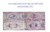 Lareproduccióde la#cèl·lula## eucariota (4) · • Procés generador de cèl·lules amb la meitat de cromosomes que la cèl·lula mare, diferents entre elles i diferents a la cèl·lula