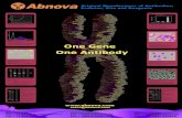 One Gene One Antibody - Caltag Medsystems gene one antibody.pdf · Original Manufacturer of Antibodies, Proteins, Kits and Reagents ... ATP2C1 FHL5 N ME1 SLC15A1 ATP5E FIS1 N N T