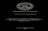 UNIVERSIDAD DE MURCIA Diego Roآ  Verstegen 1998; Kuusela y cols. 2000, 2001; Lamont y cols. 2001). En