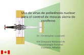 Uso de virus de poliedrosis nuclear para el control de ...sivicoff.cnf.gob.mx/ContenidoPublico/10 Material de...2 Contenido •Virus - Baculovirus. •Abeto balsámico (Abies balsamea)