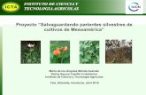 Presentación de PowerPointapps.iica.int/pccmca/docs/MT Recursos Naturales/Miercoles 01 mayo/7-Proyecto...Proyecto “Salvaguardando parientes silvestres de cultivos de Mesoamérica”