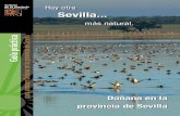 Hay otra Sevilla · 2012. 10. 26. · humana, y más en los últimos 70 años. Hoy en día las poblaciones de aves en la marisma de Sevilla son realmente únicas en Europa. La ganadería