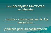 Los BOSQUES NATIVOS de Córdoba - UNRC Los... · Los bosques nativos nos brindan “buena vida” Oxigenan el aire y fijan CO 2 a través de la fotosíntesis, Atenúan los vientos