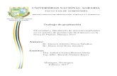 Trabajo de graduación - UNArepositorio.una.edu.ni/3450/1/tnp34d621.pdf · Trabajo de graduación Diversidad y abundancia de macroinvertebrados en un sistema de producción biointensivo