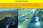 ACUICULTURA - xeoberto.files.wordpress.com · ACUICULTURA Cultivo controlado de especies mariñas (peixes, moluscos, crustáceos, plantas acuáticas) tanto en ríos coma en augas