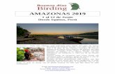 AMAZONAS 2019 - BuenosDiasBirding...AMAZONAS 2019 1 al 12 de Junio Desde Iquitos, Perú Amazonas… Nada que digamos será suficiente para hablar del sitio de mayor diversidad de nuestro