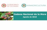 Cadena Nacional de la Morasioc.minagricultura.gov.co/Mora/Documentos/2018-08... · • Entre 2010 y 2017 el Área Sembrada en cultivos de Mora en Colombia aumentó en un 18%, alcanzando