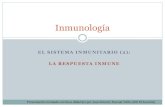 EL SISTEMA INMUNITARIO (2): LA RESPUESTA INMUNE 2_respuesta inmune.pdf · HMC-II) • Activación directa de linfocitos B por reconocimiento del Ag • Presentación de Ag por células