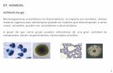 Presentación de PowerPoint - UNAMdepa.fquim.unam.mx/microbio/1410MG-06/T-Presentaciones/Tema0… · Clasificación y filogenia de los hongos Nueva clasificación basada en la SSU