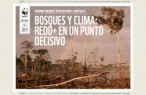 INFORME BOSQUES VIVOS DE WWF: CAPÍTULO 3 BOSQUES y …d2ouvy59p0dg6k.cloudfront.net/downloads/living_forests_chapter_3_spanish.pdfEl capítulo 1 del Informe Bosques Vivos comparó