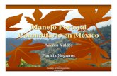 Manejo Forestal Comunitario en México...Instituto de Investigaciones Forestales Limitantes del MFC en México De acuerdo con los propios productores Precios bajos pagados por los