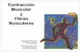 José Carlos Giraldo T. MD · contracción según la teoría del desplazamiento. El músculo esquelético puede realizar: Movimientos de gran precisión (poca fuerza) Contracciones