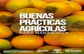 GUÍA DE BUENAS PRÁCTICAS AGRÍCOLAS · Agro-AGROCALIDAD. RESUELVE: Artículo 1.- Aprobar la “Guía de Buenas Prácticas Agrícolas para Naranjilla” documento que se adjunta