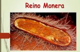 Reino Monera - · PDF file Reino Monera Procariontes: sem carioteca e organelas membranosas Unicelulares isolados ou em colônias Autotróficos ou heterotróficos Com parede celular