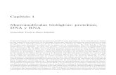 Cap´ıtulo 1 Macromol´eculas biologicas: prote´ınas, DNA y RNAdigital.csic.es/bitstream/10261/110165/1/YruelaI_Cap-a-Lib_2014.pdf · Marco de lectura: una secuencia de DNA o mRNA