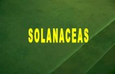 Las solanaceas constituyen una extensa familia deLas solanaceas constituyen una extensa familia de mas de 2000 especies ampliamente distribuidas en las zonas tropicales. En nuestro