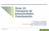 Tema 13: Transporte de fotoasimilados. Translocación. PDF/Tema 13...Tema 13: Transporte de fotoasimilados. Translocación. Diapositiva nº: 1 Prof. Francisco J. García Breijo Unidad
