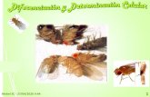 Presentación de PowerPoint€¦ · Genes de segmentación Dividen la larva en los discos imagínales Genes homeóticos Especifican las partes de la mosca adulta El programa genético