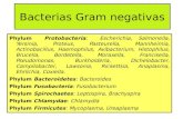 Bacterias Gram negativas - WordPress.com · • Diseñado para el crecimiento de Gram negativas, resaltando las que fermentan la lactosa. • Contiene sales biliares y cristal violeta
