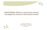 MICOTOXINAS: Efectos en producción animal y estrategias ......Estrategias de control Porqué utilizar agentes antimicotoxinas ? Tratamientos físicos Separación del salvado y limpieza