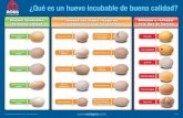 ¿Qué es un huevo incubable de buena calidad?eu.aviagen.com/.../Uploads/HuevoIncubableDeBuenaCalidad.pdf · 2017. 3. 9. · de buena calidad Huevos con mayor riesgo de contaminación