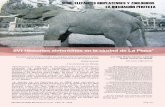 (IV) Historias elefantinas en la ciudad de La Plata (40).pdf · Retomamos en este artículo, las historias de los elefantes en cautiverio de exhibición, centradas ahora en el Jardín
