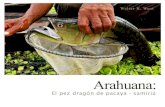 Arahuana - Gobold.sernanp.gob.pe/sernanp/articulos/arahuana.pdf · 2014. 7. 3. · Cuenta una antigua leyenda china que el dragón, símbolo de la buena fortuna, decidió huir a las