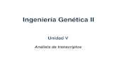 Ingeniería Genética IIig2.blog.unq.edu.ar/wp-content/uploads/sites/63/2014/07/Unidad-5.pdf · Ingeniería Genética II Unidad V Análisis de transcriptos. Estudios de transcriptos
