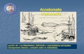 Acoelomate triploblasts · • endoparásitos de vertebrados e invertebrados • Subcl. Digenea - duelas (Fasciola, Clonorchis) y duelas de la sangre (Schistosoma) - gran importancia
