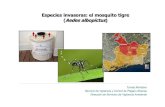 Especies invasoras: el mosquito tigre Aedes TOM£¾S MONTALVO-MOS¢  Especies invasoras: el mosquito tigre