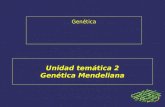 Unidad temática 2 Genética Mendelianafiles.laboratoriobiologia-efpem.webnode.es/200000129-47c... · 2013. 9. 26. · En las descendencias de los siguientes cruzamientos, ¿Cuáles