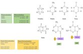 Presentación de PowerPointsgpwe.izt.uam.mx/files/users/uami/lebo/Met._Cel./6... · Deficiencia de purina, (raros en humanos), por lo general reflejan una deficiencia de ácido fólico.