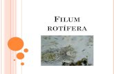 Filum rotífera€¦ · Consta de unas 1500 2000 especies La mayor parte viven en aguas dulces Son organismos microscópicos La mayoría son de vida libre Por lo general su cuerpo
