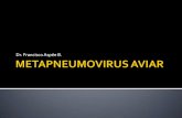 Dr. Francisco Aspée B.avichile.weebly.com/.../2/4992878/metapneumovirus_aviar.pdf · 2018. 10. 17. · Pneumovirus aviar . Rinotraqueitis del pavo (TRT) Pneumovirus aviar . Rinotraqueitis
