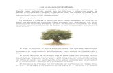 LAS ALMAZARAS DE GÉRGAL - gergal.net · mitología, fue Palas Atenea quien de una lanza hizo brotar el olivo. Era un símbolo de prosperidad y riqueza, de paz, victoria y vida. Con