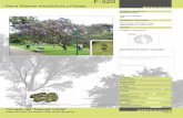 Sietecuerosdianawiesner.com/Arborizacion bogota/Sietecueros.pdf · Title Sietecueros Author: lalia.gonzalez Created Date: 2/27/2009 12:00:00 AM
