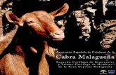 Segundo Catálogo de Sementales · Listado de las 100 mejores cabras por kg. de leche ... genética de la raza, adaptado al Real Decreto 2129/2008, de 26 de diciembre, por el que