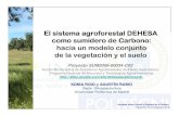 El sistema agroforestal El sistema agroforestal ...como sumidero de Carbono: haciaun modelo conjunto de la vegetación y el suelo Proyecto SUM2006-00034-C02 Acción Movilizadora de