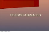 TEJIDOS ANIMALES · 2017. 3. 6. · función de recubrir la parte externa del cuerpo de los animales y tapizar las paredes internas de los órganos huecos. También forman glándulas