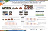 Presentación de PowerPoint · Evaluación del uso de hormonas sobre la formación de frutos partenocárpicos en el híbrido interespecífico OxG Edison Daza 1, Alonso Pardo Vargas
