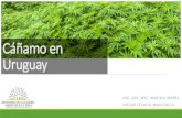 Cáñamo en Uruguay...Estimaciones de precios de venta productos de fibra de cáñamo, granos (convencionales y orgánicos) y fitocannabinoides (CDB) por hectárea* en Estados unidos