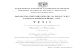 Fundulus persimilis Miller, 1955. - UNAM - Campus Sisal · 2019. 5. 20. · UNIVERSIDAD NACIONAL AUTONOMA DE MEXICO. POSGRADO EN CIENCIAS DEL MAR Y LIMNOLOGIA . Unidad Académica