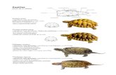 Reptiles - amigosdelmonte · 2011. 10. 21. · Reptiles dorso de la cabeza Tortuga mora -caparazón más abombado, dedos sin membranas y cola corta -hervíboros, habitats secos -placa