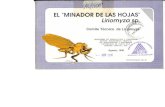 EL MINADOR DE LAS HOJAS Liriomyza - Ministerio MAGHoras de mayor actividad del mosquito L •el mosquito es más activo de 6:30 a 9:00 de la mañana. •En días "averanados"el adulto