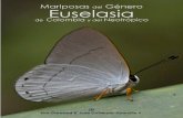 Convenciones - Butterfly Catalogs...Euselasia aurantiaca [n. ssp.] CO FH Cañón río Claro - Reserva el Refugio, San Luis - Antioquia - CceE 320 m Jun14 38 Euselasia baucis aethiops