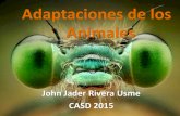 Adaptaciones de los Animales · 2015. 10. 26. · EN LOS ANIMALES Estándar: Explico la diversidad biológica como consecuencia de cambios ambientales, genéticos y de relaciones